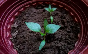 arduino soil moisture sensor
