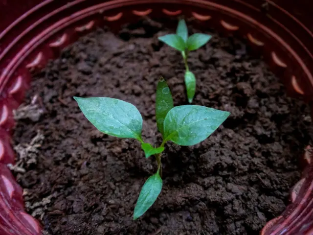 Arduino Soil Moisture Sensor Plant Watering