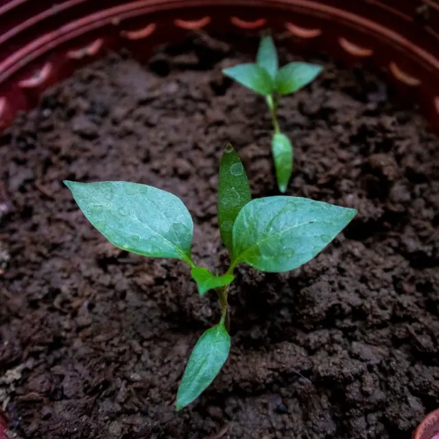 Arduino Soil Moisture Sensor Plant Watering